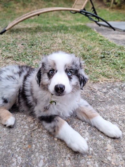 D'Amour de la Barbottiere , Les Hetres, Eleveur de Chiens à Avezé