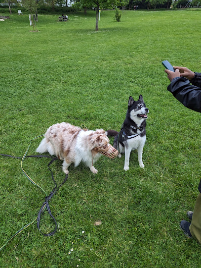 Kool Dog Dresseur De Chiens à Villiers-sur-Marne