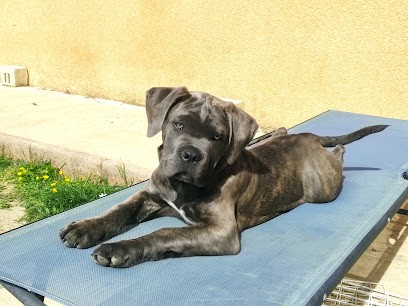 Elevage Des Terres De La Meouge, Eleveur de Chiens à Lachau