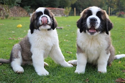 Les Saint-Bernard du Bois du Marais : Élevages de saint-bernard et Pension canine dans le Pas-de-Calais Nord France, Eleveur de Chiens à Favreuil