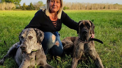 Help Dog Education éducateur comportementaliste canin/ Dog sitter/Parc de loisirs canin/Agility de loisirs, Dresseur de Chiens à Salon-de-Provence