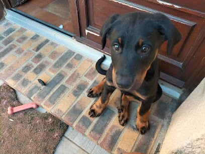 Stéphane Renaud - Education Canine, Dresseur de Chiens à Ollainville