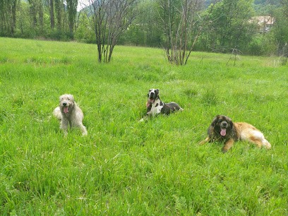 Chic C'est Les Vacances, Pension pour Chiens à Avançon