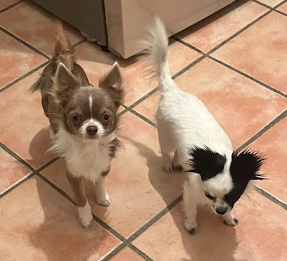 Pension Canine Sans Box - Truffes Et Moustaches, Pension Pour Chien à Suzette