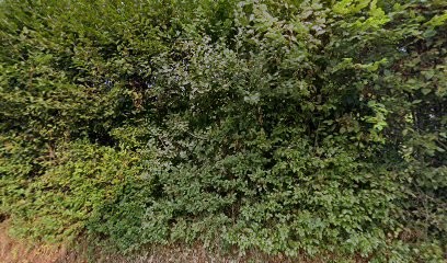 Maxdog, Pension pour Chiens au Pont-de-Beauvoisin