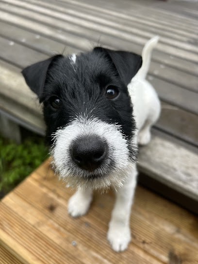 The Magnificent Fox Hunter : Élevage/vente Chiots Jack Russell Terrier, Parson Russell Terrier Eure-et-Loir, Eleveur de Chiens à Charbonnières
