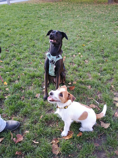 Animal Conex – Comportementaliste & Éducateur Canin Val-De-Marne, Dresseur De Chiens à Boissy-Saint-Léger