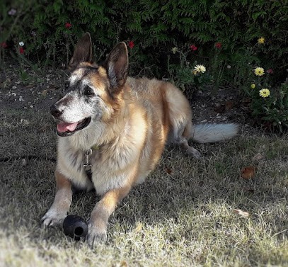 Au Chien Tranquille, Dresseur de Chiens à Saint-Yrieix-la-Perche