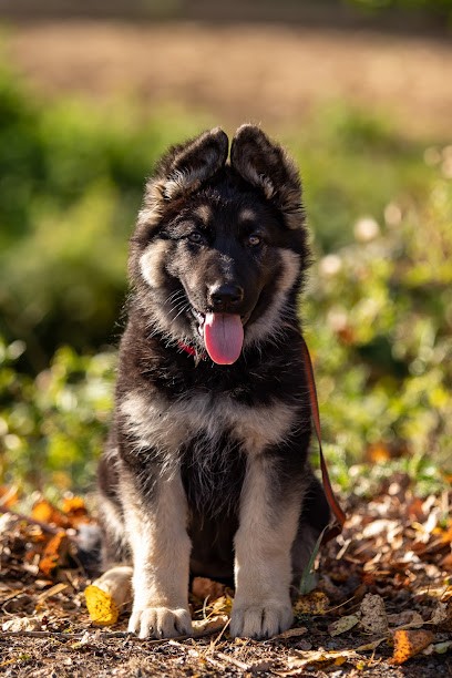 Elevage Du Domaine De Lauzelle, Eleveur de Chiens à Payzac