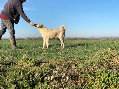Elevage Du Domaine De SARA, Eleveur de Chiens à Danzé