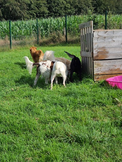 Rencontrer Son Chien - Éducateur Canin - Pension Canine, Dresseur de Chiens à Saint-Clément-Rancoudray