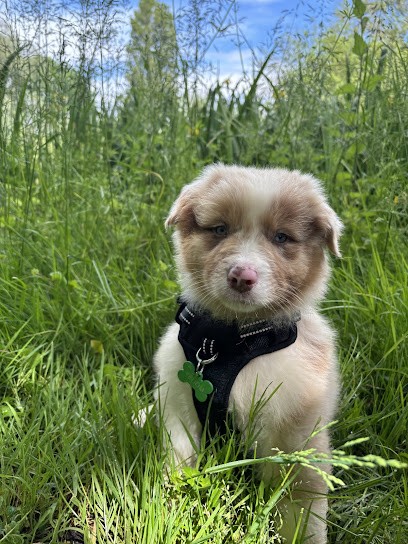 Du Royaume De Nati, Eleveur de Chiens à Chauvigny-du-Perche