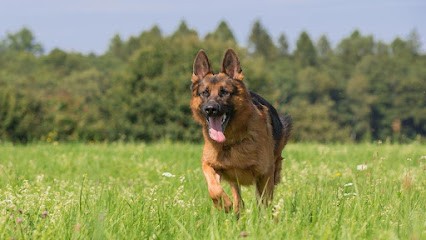 SANOGO ABDRAMANE, Eleveur de Chiens à Fresse