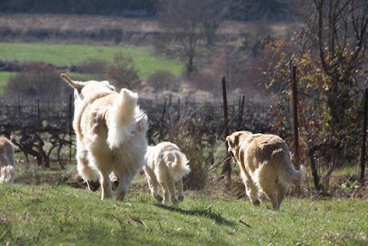 Golden Retriever kennel of Mas des Etoiles, Eleveur de Chiens à Tourves