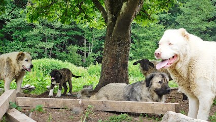 Top Dog Educ' - Éducateur Canin / Elevage / Stage Chien De Troupeau (Vosges), Dresseur de Chiens à Xertigny