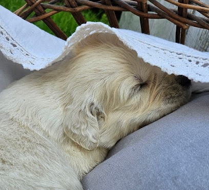 Élevage-Pension des mille nuances de douceur, Eleveur de Chiens à Bodilis