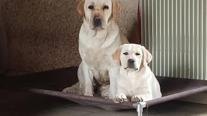 Elevage De Labradors à Montagnat Dans L'ain, 01- Labradors Du Puits De Chanteins, Eleveur de Chiens à Montagnat