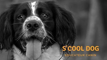 S'cooldog, Dresseur de Chiens à Villeneuve-d'Ascq