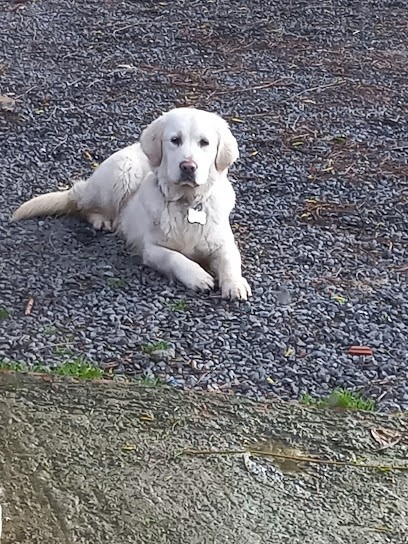 Domaine Des Anges Du Pévèle, Eleveur de Chiens à Mouchin