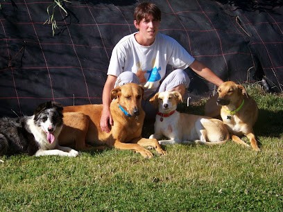 Aux Joyeux 4 Pattes, Pension pour Chiens à Saint-Martin-en-Haut