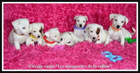 Elevage Canin Les Marguerites De La Colline , Eleveur de Chiens à Betpouy