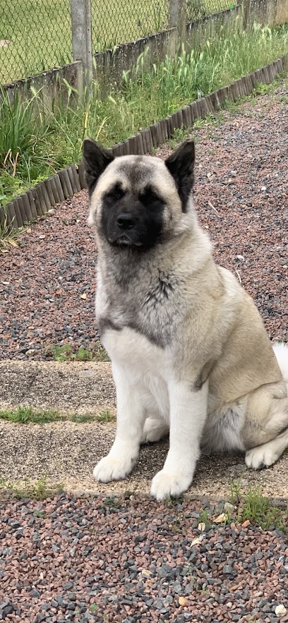 Sendosan Akita, Eleveur de Chiens à Serruelles