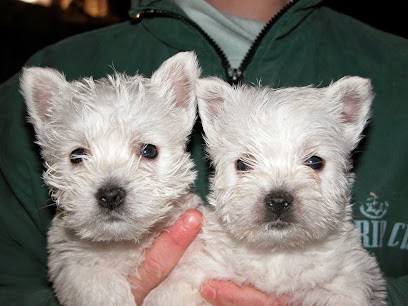 Dayot Bruno, Eleveur de Chiens à Rivière-Saas-et-Gourby