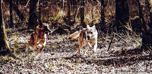 Wolf Education (Education Canine) Dresseur De Chiens à Biscarrosse