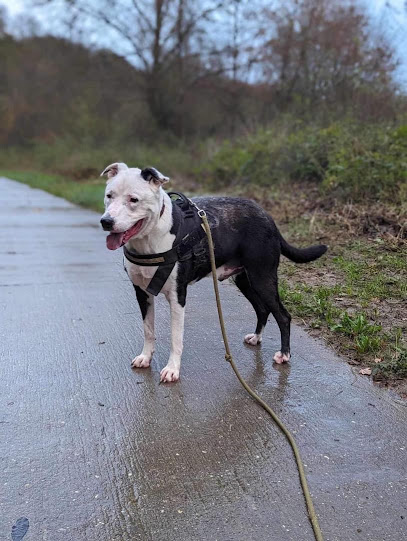 Coeur De Meute Dresseur De Chiens à Manderen-Ritzing
