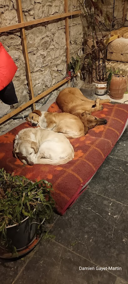 Cani'xion - Educateur canin comportementaliste (Lourdes, Argeles-Gazost, Bagnères de Bigorre, Tarbes), Dresseur de Chiens à Ossen