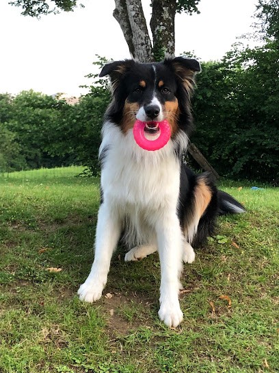 PENSION CANINE ET FELINE LE CLAN DES NAPORO, Pension pour Chiens à Cusy