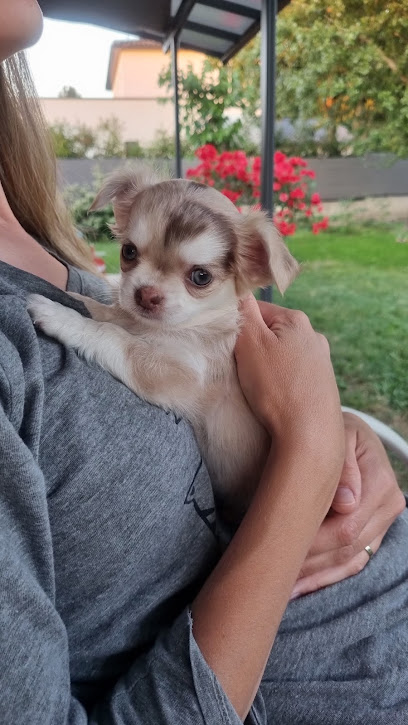Elevage Les Petites Étincelles - Chihuahua Éleveur De Chiens à Cardet