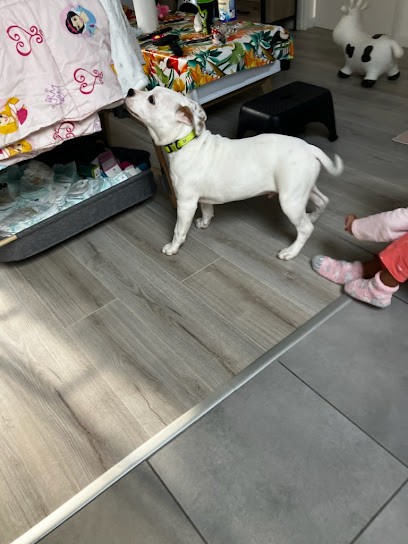 Jhon's Educ, Dresseur de Chiens à Saint-Éloy-les-Mines