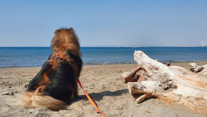 Au Pays Des Doggies By My Dog Education, Pension Pour Chien à Servian