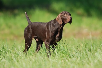 Elevage des Granges de la Dombes, Eleveur de Chiens à Châtillon-la-Palud