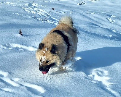 Elevage Domaine de l'Arclusaz, Eleveur de Chiens à Saint-Pierre-d'Albigny