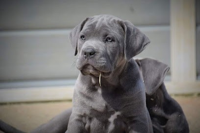 Règne de Malaudrea, Eleveur de Chiens à Saint-Julien-de-Peyrolas
