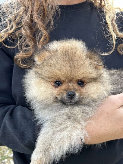 Elevage de Spitz Nains Evol & Love, Eleveur de Chiens à Coussac-Bonneval