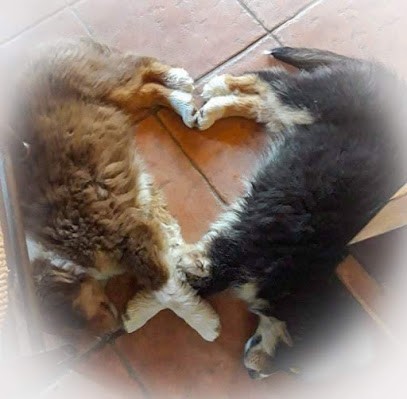 Bergers du Noryema, Eleveur de Chiens à Entraunes