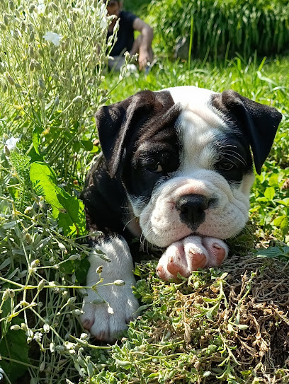 Elevage La Casa De Chula Bulldog Continental Terre-Neuve, Éleveur De Chiens à Sainte-Marie-du-Mont