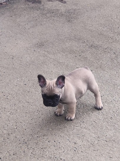 LES FAUVES DE LA GUERINIERE, Eleveur de Chiens à Vieillevigne