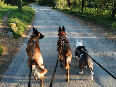 Educateur Canin Humanocanis Dresseur De Chiens à Montauroux