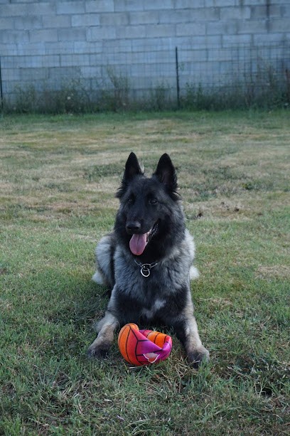 Pension, toilettage, élevage et éducation canin De la foret noir et feu, Pension pour Chiens à Caraman