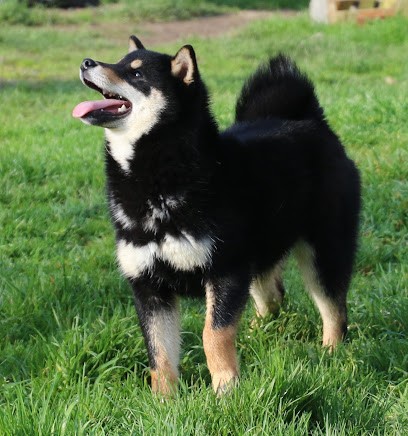 Élevage de chiens Japonais Shiba Inu - Inivruk, Eleveur de Chiens à Beaumont-sur-Dême