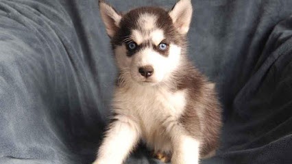 ELEVAGE ET PENSION BCBG, Eleveur de Chiens à Valvignères