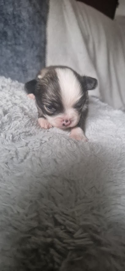 Chihuahua Poil Long Éleveur De Chiens à Cauffry