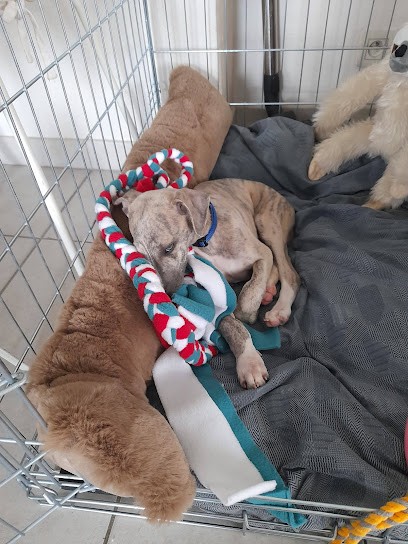 Les Whippets d'Elwood Meadows, Eleveur de Chiens à Guichen