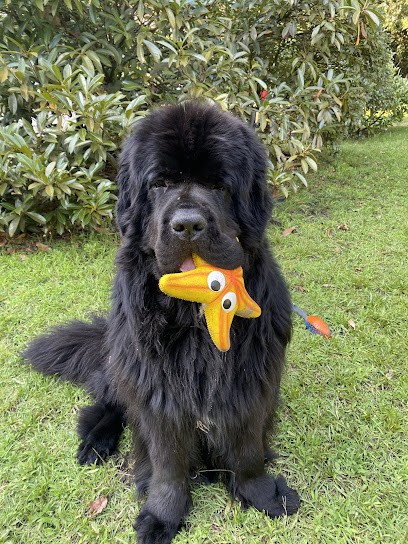 Domaine Du Lac De Grand Lieu, Eleveur de Chiens à Saint-Lumine-de-Coutais