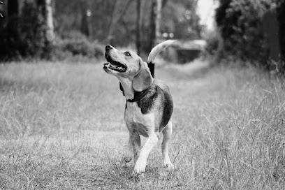 Pensez Chien - Clémentine Duguer Dresseur De Chiens au Mans