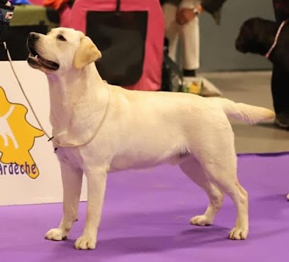 LABRADOR Du Domaine L 'ETANG D' ARRINGES, Eleveur de Chiens à Saint-Cyr-sur-Menthon